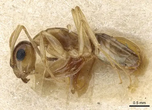 Camponotus emarginatus specimen CASENT0905453 image casent0905453_3