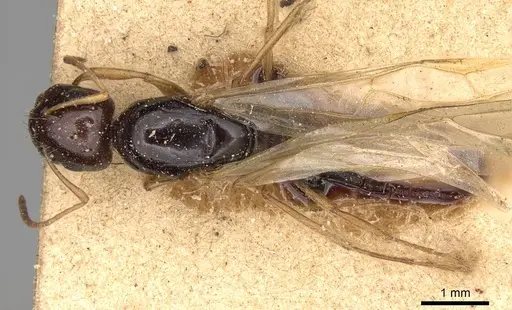 Camponotus emarginatus specimen CASENT0906883 image casent0906883_1