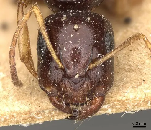 Camponotus emarginatus specimen CASENT0906883 image casent0906883_2