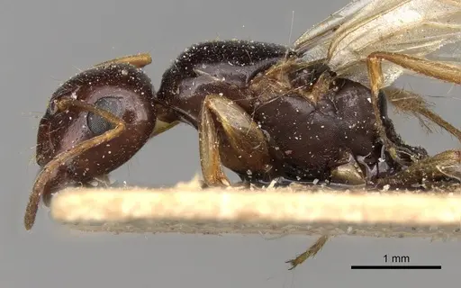 Camponotus emarginatus specimen CASENT0906883 image casent0906883_3