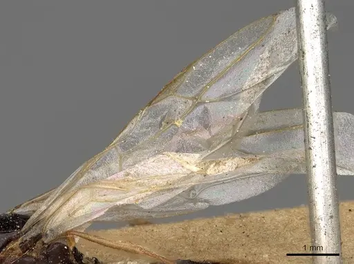 Camponotus emarginatus specimen CASENT0906883 image casent0906883_4