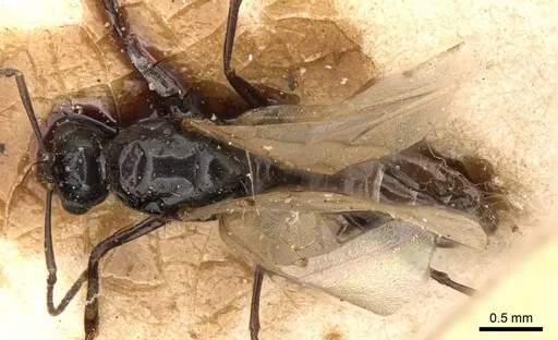 Camponotus emarginatus specimen CASENT0906884 image casent0906884_1