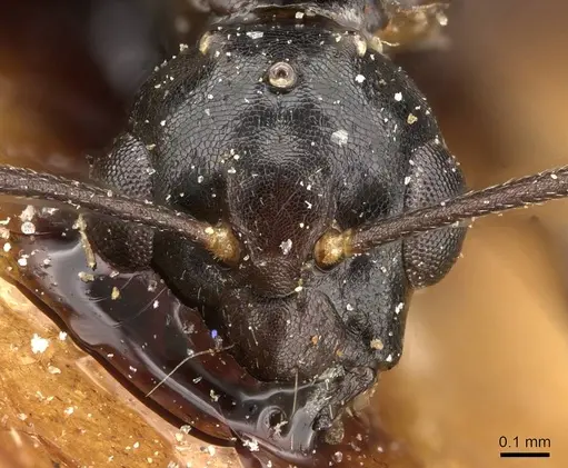 Camponotus emarginatus specimen CASENT0906884 image casent0906884_2