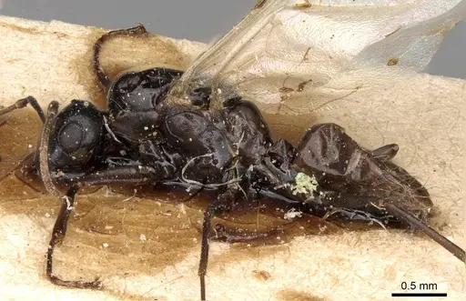 Camponotus emarginatus specimen CASENT0906884 image casent0906884_3