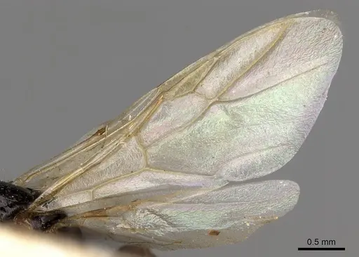 Camponotus emarginatus specimen CASENT0906884 image casent0906884_4
