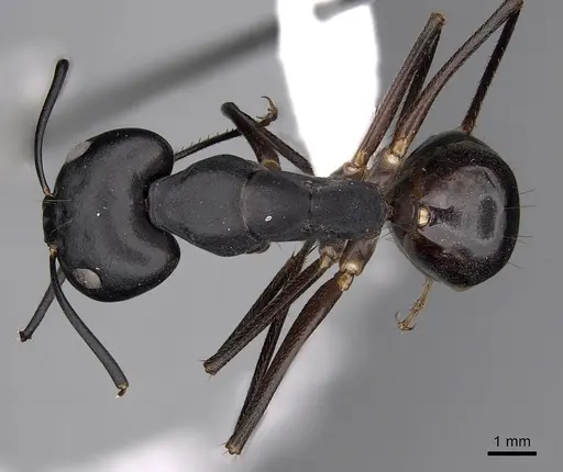 Camponotus empedocles specimen CASENT0280286 image casent0280286_1