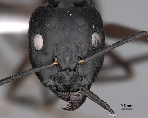 Camponotus empedocles specimen CASENT0280286 image casent0280286_2