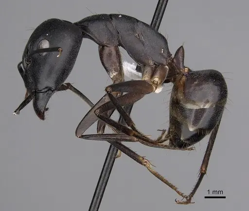 Camponotus empedocles specimen CASENT0280286 image casent0280286_3