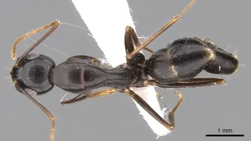 Camponotus empedocles specimen CASENT0906449 image casent0906449_1