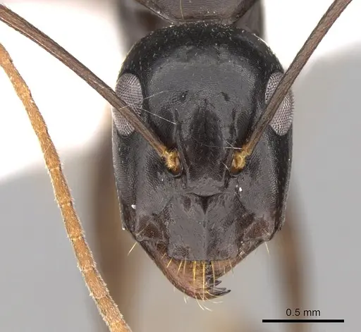 Camponotus empedocles specimen CASENT0906449 image casent0906449_2