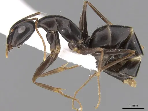 Camponotus empedocles specimen CASENT0906449 image casent0906449_3