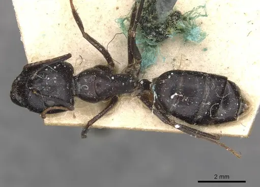 Camponotus empedocles specimen CASENT0910115 image casent0910115_1