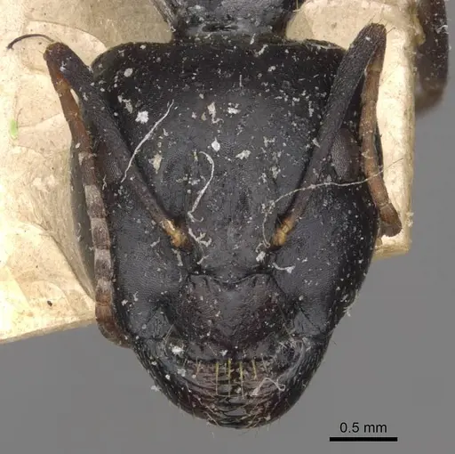 Camponotus empedocles specimen CASENT0910115 image casent0910115_2