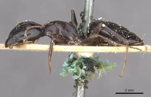Camponotus empedocles specimen CASENT0910115 image casent0910115_3