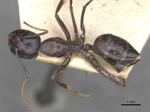 Camponotus empedocles specimen CASENT0910116 image casent0910116_1