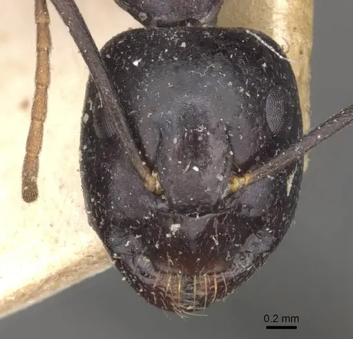 Camponotus empedocles specimen CASENT0910116 image casent0910116_2