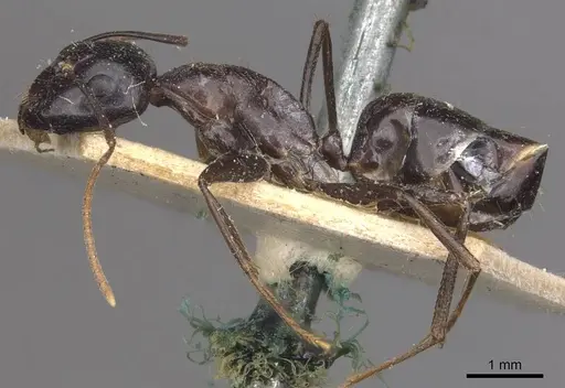 Camponotus empedocles specimen CASENT0910116 image casent0910116_3