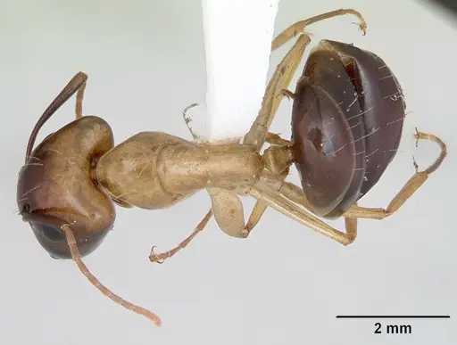 Camponotus eperiamorum specimen CASENT0173095 image casent0173095_1