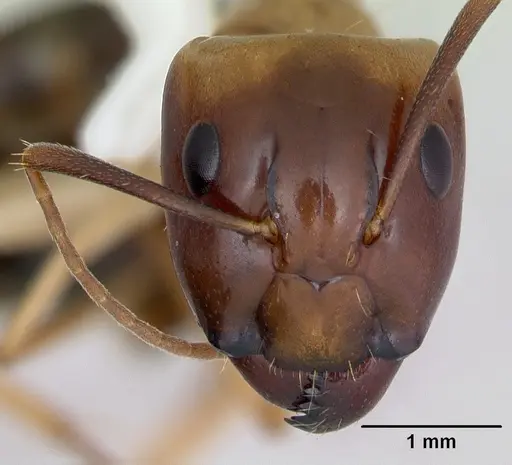 Camponotus eperiamorum specimen CASENT0173095 image casent0173095_2