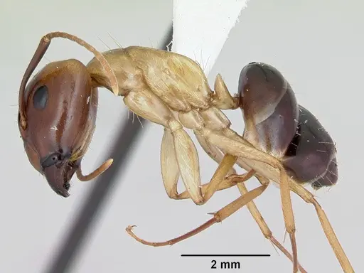 Camponotus eperiamorum specimen CASENT0173095 image casent0173095_3