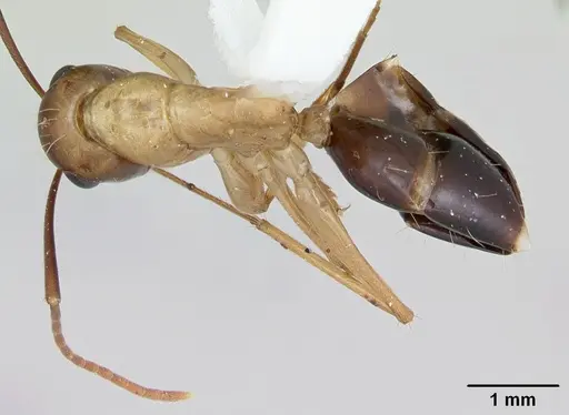 Camponotus eperiamorum specimen CASENT0173096 image casent0173096_1