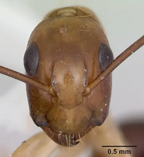Camponotus eperiamorum specimen CASENT0173096 image casent0173096_2