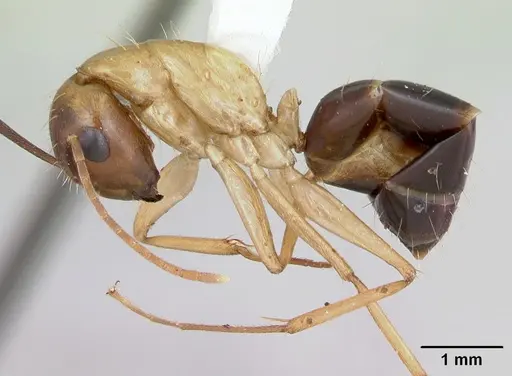 Camponotus eperiamorum specimen CASENT0173096 image casent0173096_3