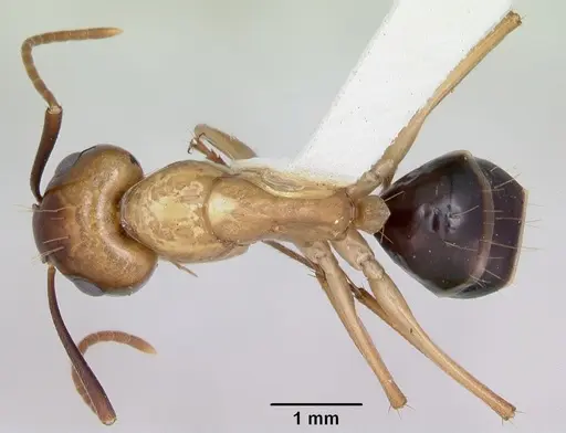 Camponotus eperiamorum specimen CASENT0173097 image casent0173097_1