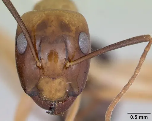 Camponotus eperiamorum specimen CASENT0173097 image casent0173097_2