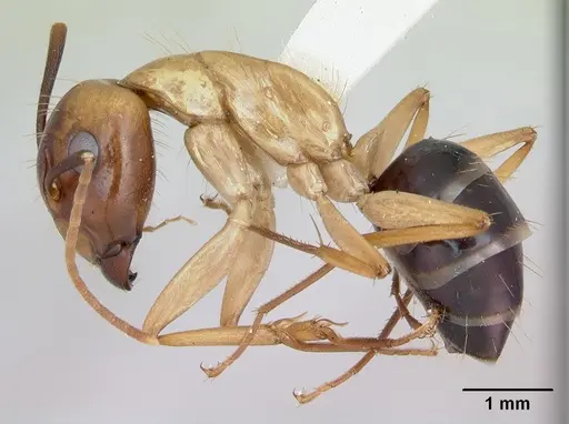 Camponotus eperiamorum specimen CASENT0173097 image casent0173097_3