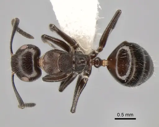 Camponotus ephippiatus specimen CASENT0882029 image casent0882029_1
