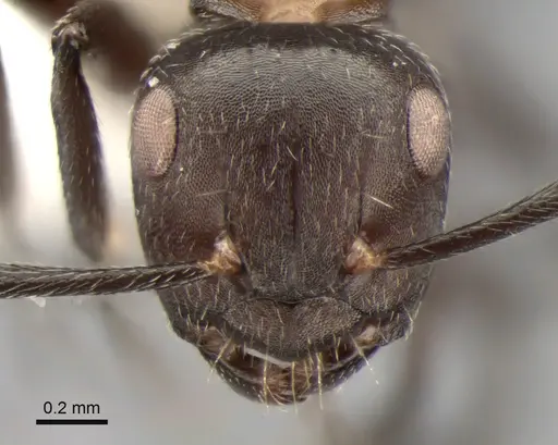 Camponotus ephippiatus specimen CASENT0882029 image casent0882029_2