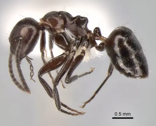 Camponotus ephippiatus specimen CASENT0882029 image casent0882029_3