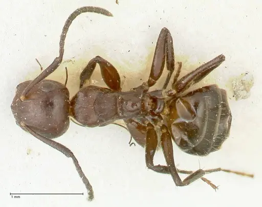 Camponotus ephippiatus specimen FOCOL2280 image focol2280_1