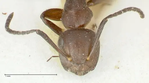 Camponotus ephippiatus specimen FOCOL2280 image focol2280_2