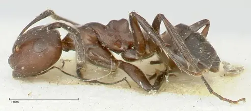 Camponotus ephippiatus specimen FOCOL2280 image focol2280_3