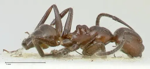 Camponotus ephippiatus specimen FOCOL2280 image focol2280_4