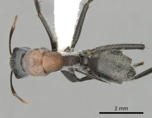 Camponotus ephippium specimen CASENT0280173 image casent0280173_1