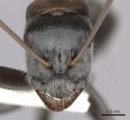 Camponotus ephippium specimen CASENT0280173 image casent0280173_2