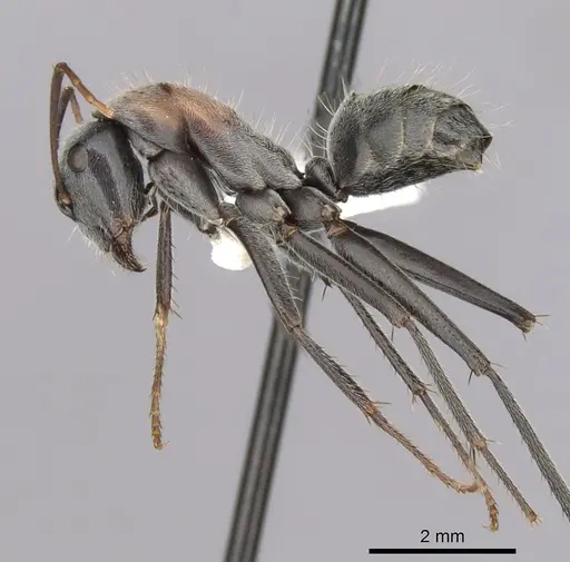 Camponotus ephippium specimen CASENT0280173 image casent0280173_3
