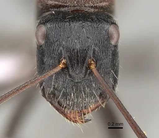 Camponotus ephippium specimen CASENT0887675 image casent0887675_1