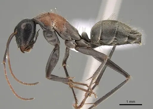 Camponotus ephippium specimen CASENT0887675 image casent0887675_2