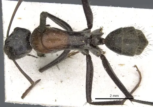 Camponotus ephippium specimen CASENT0903540 image casent0903540_1