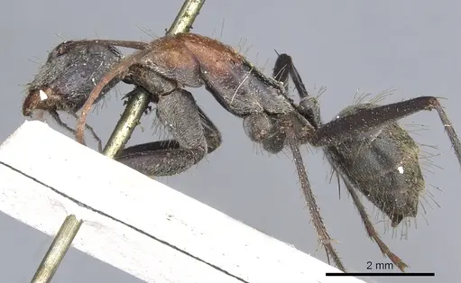 Camponotus ephippium specimen CASENT0903540 image casent0903540_3