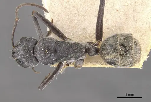 Camponotus ephippium specimen CASENT0910375 image casent0910375_1