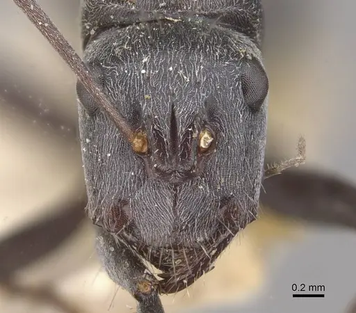 Camponotus ephippium specimen CASENT0910375 image casent0910375_2