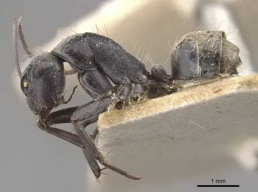 Camponotus ephippium specimen CASENT0910375 image casent0910375_3
