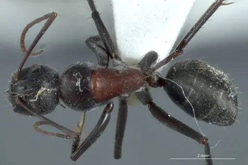 Camponotus ephippium specimen JDM32-001186 image jdm32-001186_1