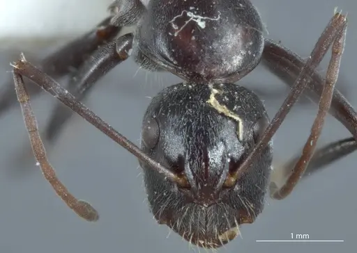Camponotus ephippium specimen JDM32-001186 image jdm32-001186_2