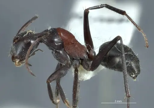 Camponotus ephippium specimen JDM32-001186 image jdm32-001186_3